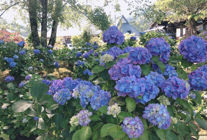 コスプレイヤーななひらなつ。のTwitter画像81