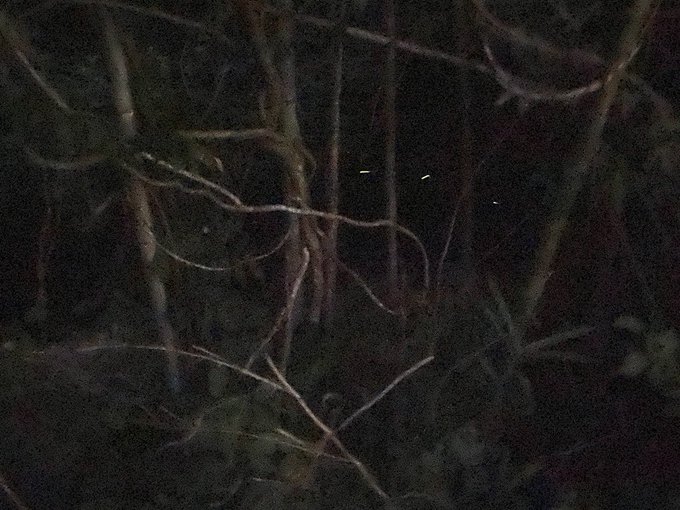 蛍のtwitterイラスト検索結果