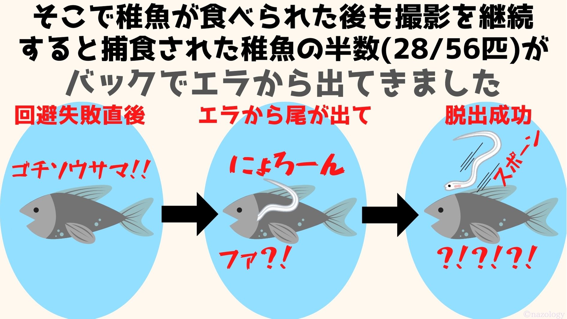ナゾロジー 科学ニュースメディア ウナギの稚魚は魚に食べられてもエラから抜け出せると明らかに T Co Iu9nfhtat6 ウナギの稚魚は食べられても諦めません 長崎大によると稚魚がエラから尾を出して逃げる様子が初めて確認されたそう ウナギには驚く ナゾロジー 科学ニュースメディア ウナギの稚魚は魚に食べられてもエラから抜け出せると明らかに T Co Iu9nfhtat6 ウナギの稚魚は食べられても諦めません 長崎大によると稚魚がエラから尾を出して逃げる様子が初めて確認されたそう ウナギには驚く