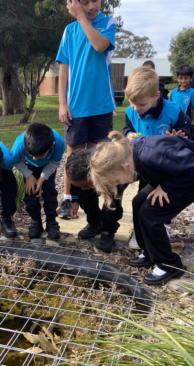 After their classroom composting lesson, it was time for the Eco Team to share some outdoor learning. Kinder we’re excited to spot some living things in our frog pond too.