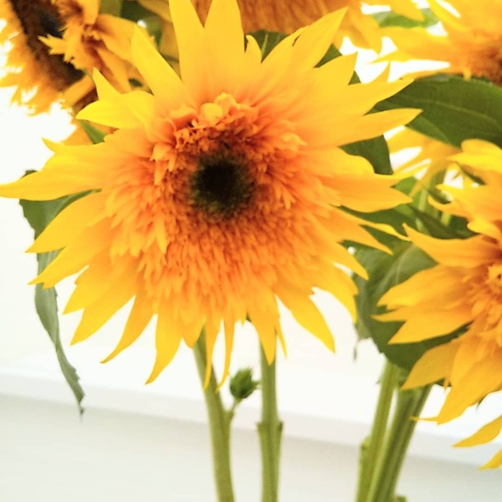 花だより ゴッホのひまわり 入荷しています ゴッホのひまわり ゴッホのヒマワリ ヒマワリ ひまわり 花のある暮らし 花のある生活 ヴァンゴッホ 札幌市北区 札幌市東区 札幌市花屋 札幌市花屋さん