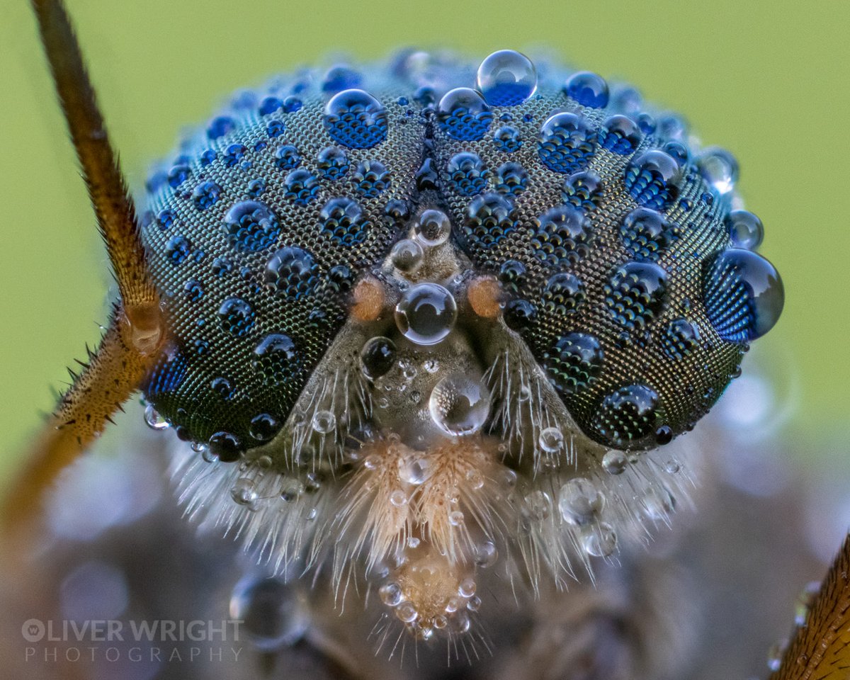 What a great start to the day!

3:30 am start, coffee and then out for early macro...

I found this snipe fly covered in dew

Those eyes!!!

I used the Canon R5 & MP-E 65mm at 5*mag then 68mm of extension tubes to give me this field stack of about 7*mag

#NationalInsectWeek