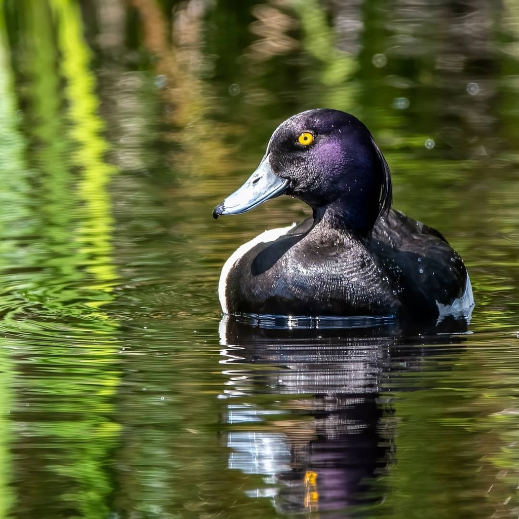 Jeff_Kirby1's tweet photo. Male tufted duck on breeding pond in the Lancashire Hills. What a beauty!
@BBCSpringwatch #BBCWildlifePOTD #appicoftheweek #allnatureshots #nature_brilliance #nature_perfection #wildlife-photography #ig_nature @rspb_love_nature @wildlifemagazine #nuts_… https://t.co/fVLLzMPla7 https://t.co/yB0H3iv2Sf