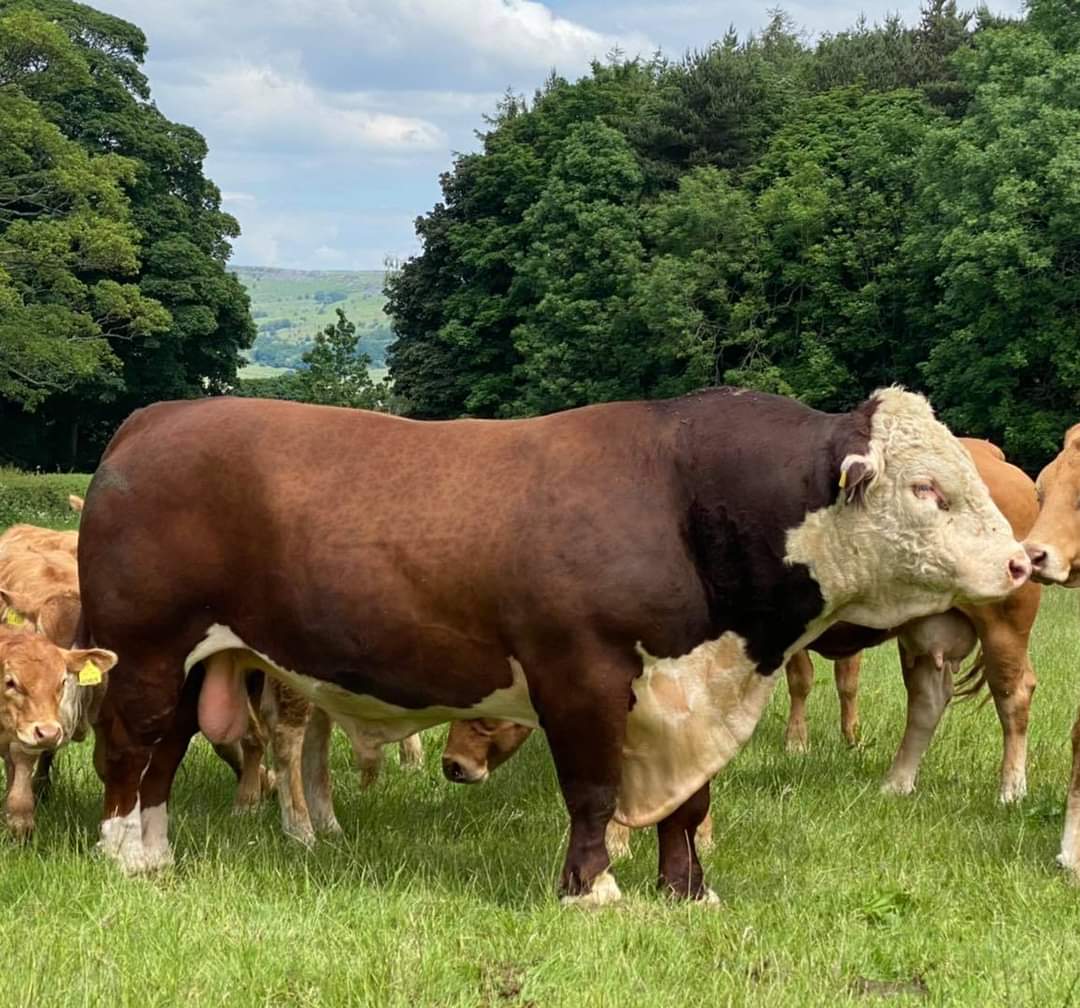 moraleehereford's tweet photo. Yesterday we delivered Moralee 1 Tomintoul to this very special place. Also delighted to see Moralee 1 Nevis doing a great job in the herd. 
@beefsheep @ChatsworthHouse best of luck with him and thank for the excellent hospitality. 
#ukherefords #MH21 #thehereforddoesitall https://t.co/2M4Gmvjn6x