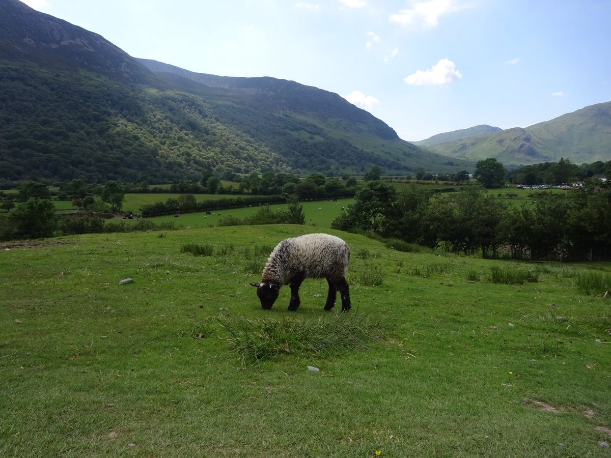 MeiLoft's tweet image. Every time I go back to beautiful #buttermere, I fall in love with it all over again! 💕Yesterday was no exception 🐑🌳🥾

#LakeDistrict @FeatureCumbria @StagecoachCNL @CumbriaViews @images_lake #fleetwithpike #haystacks #herdwick @BridgeLakes #cumbria #wainwright #westernfells
