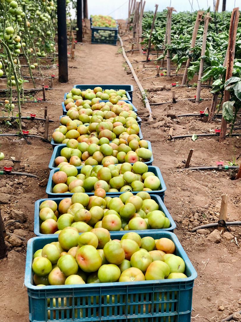 geryusuwaba's tweet photo. I have a friend, good friend of mine. He has some amazing tomatoes forsale. My family is small bt i still bought a whole crate from him cause i know hw much hard work he has put in his lovely crop. I encourage someone to do the same. #zimagricrising. We lift our own.
@cmashx https://t.co/KqkcpKsG2E
