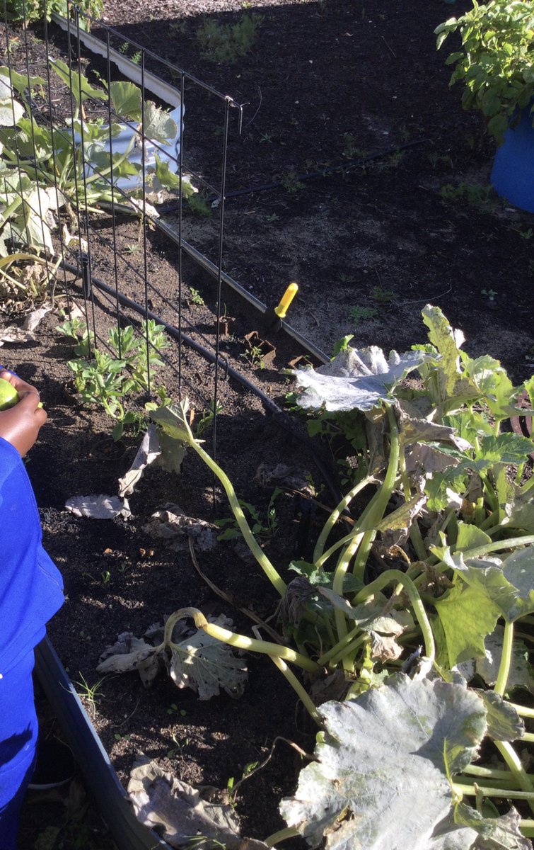 Making zucchini fritters with vegetables from our Laudato Si Garden. Delicious! <a href="/belboardie/">Belinda Boardman</a> #sustainability #environment #gardening