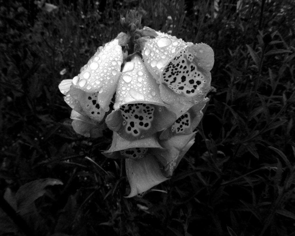 Tony Shelley Photographer/Diarist. tweet media
