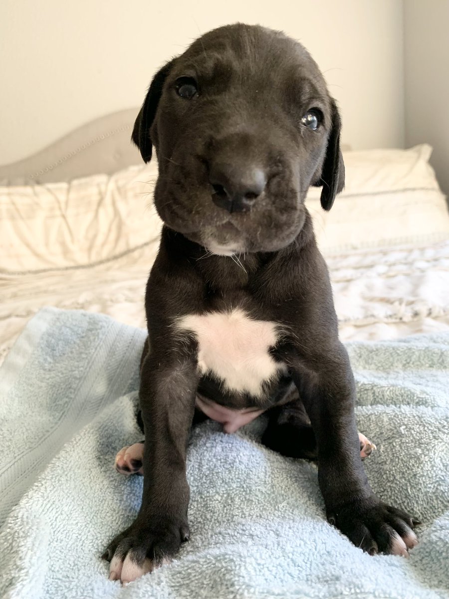 HarlaHoota's tweet photo. @pauldoiron  my Great Danes had puppies and I named the black one Shadow 🖤  
#mikebowditchseries https://t.co/MxQYSWSJ3d