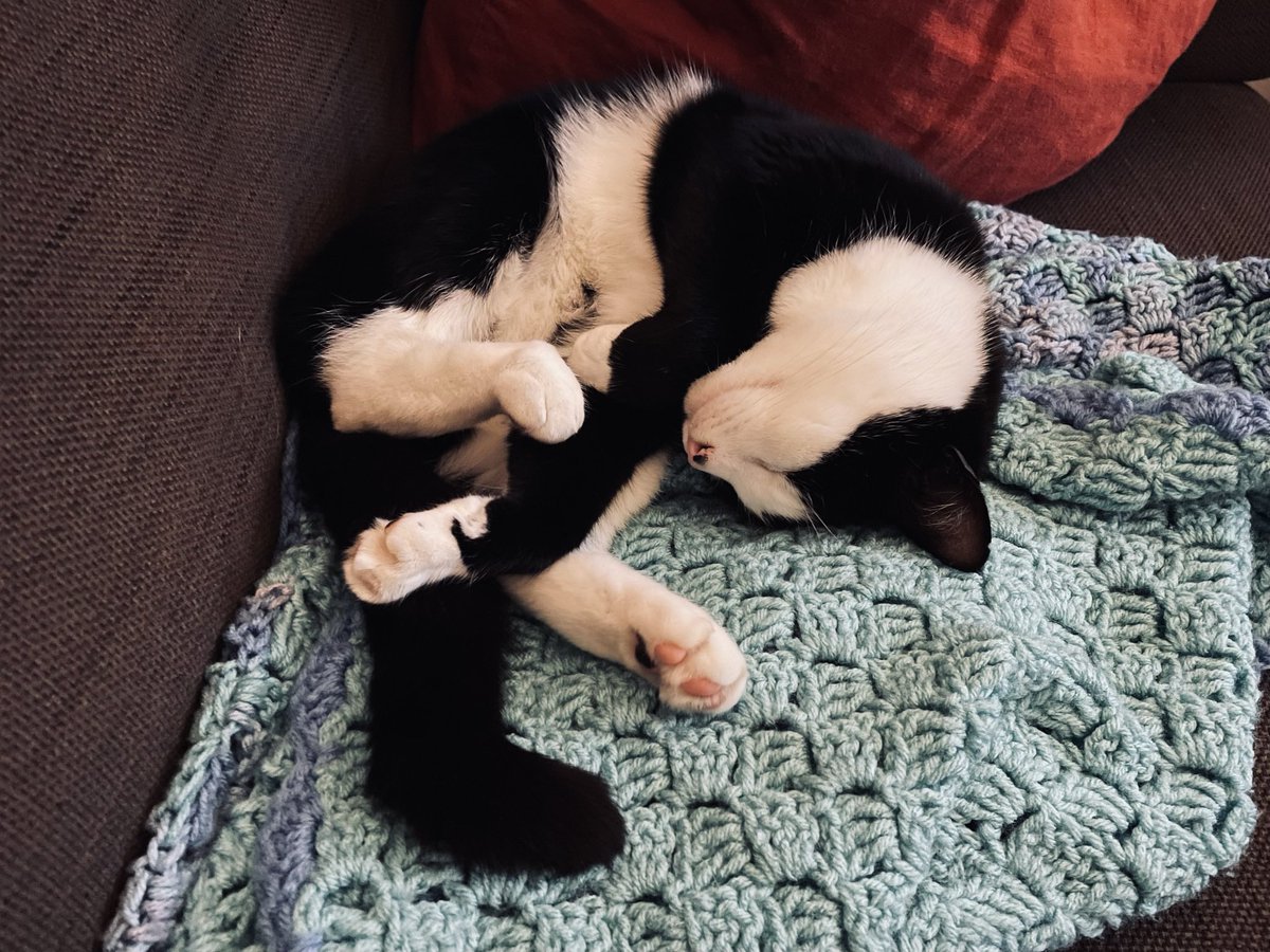 mrsrdraper's tweet photo. @FoldableHuman I enjoyed this thread very much, so here are my cats for tax. Happy belated 🎂 https://t.co/qv8NneygRf