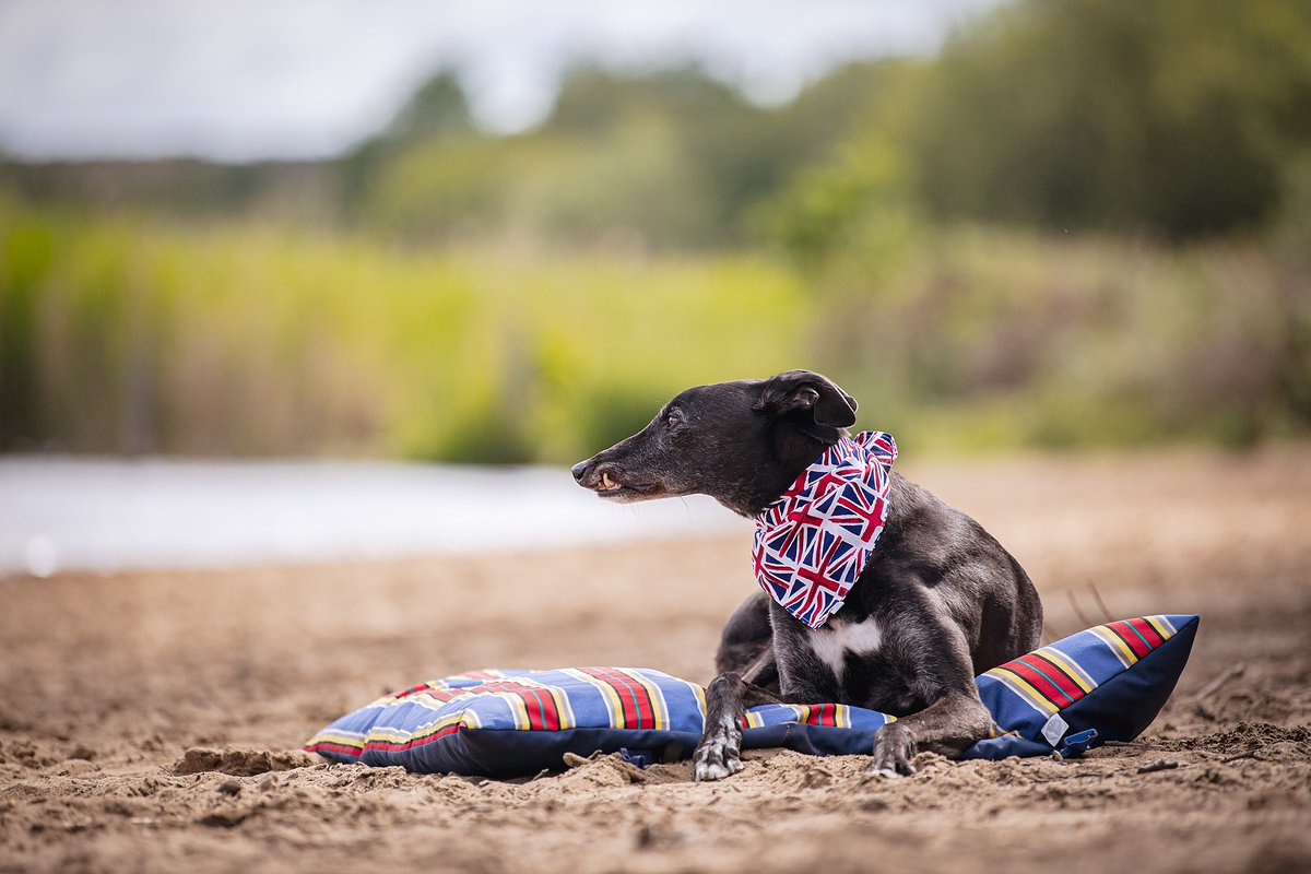 Do you remember your dogs first day at the beach? How did they react? Did they launch themselves into the sea, do zoomies or bark at the waves? 

(Water resistant, roll up dog matts available on the website in case you wanted to add one to your packing list!) 

#dogsoftwitter