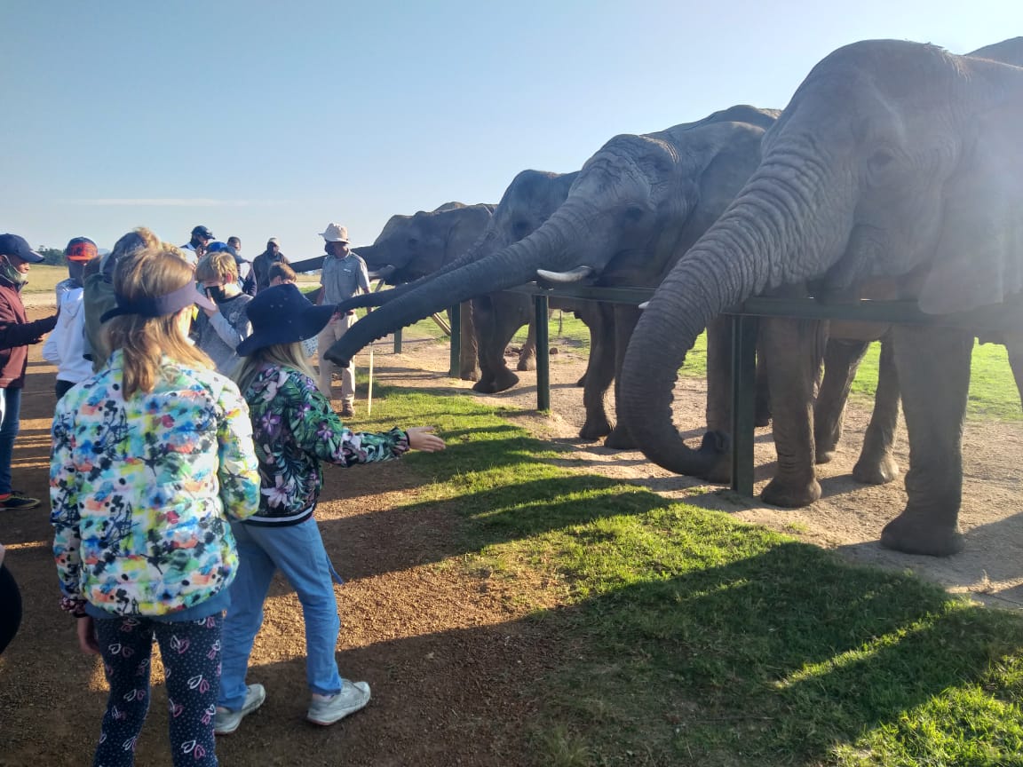 Our Grade 5s had the privilege of meeting elephants at the Knysna Elephant Park yesterday! This is always a favourite outing for our Prep school children, and a moving memory that remains with them forever. #oakhillza #thejoyoflearning