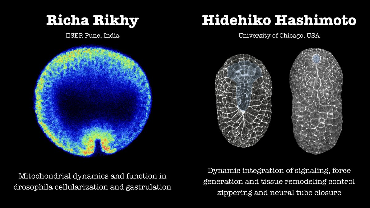 VGZT2020_21's tweet photo. We're looking forward to hear about #drosophila #cellularization and #gastrulation & #ascidian zippering and #NeuralTube closure this Thursday! Slight change in line-up: the Munro lab will be represented by post-doc Hidehiko Hashimoto. Tune in @ June 24 17:30 BST! See you then! https://t.co/uiCbPiLukD