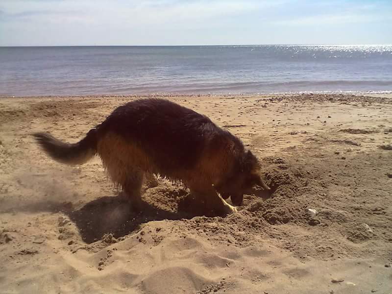 Rightmoveinsure's tweet photo. Did you know that with 1 in 3 pets needing veterinary treatment each year, you are more likely to claim on your pet insurance than on your household or car insurance, why not contact us #pets #insurance #spain #furryfriends #costablanca #petsarefamily #dogsoftwitter https://t.co/gjlBWRjTqt
