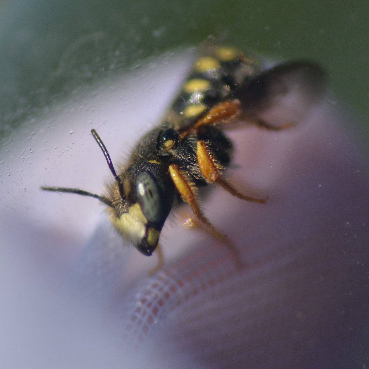 campusnatur_fu's tweet photo. Zur Zeit bei uns wunderschön zu beobachten*: Die Zwerg-Wollbiene, Anthidium nanum

Sie ist stark bedroht, denn: Sie braucht zum Nisten abgestorbene Pflanzenstengel, die vorher von anderen Bienen, z.B. Osmia tridentata ausgefressen wurden. https://t.co/dV9HdfNbmU