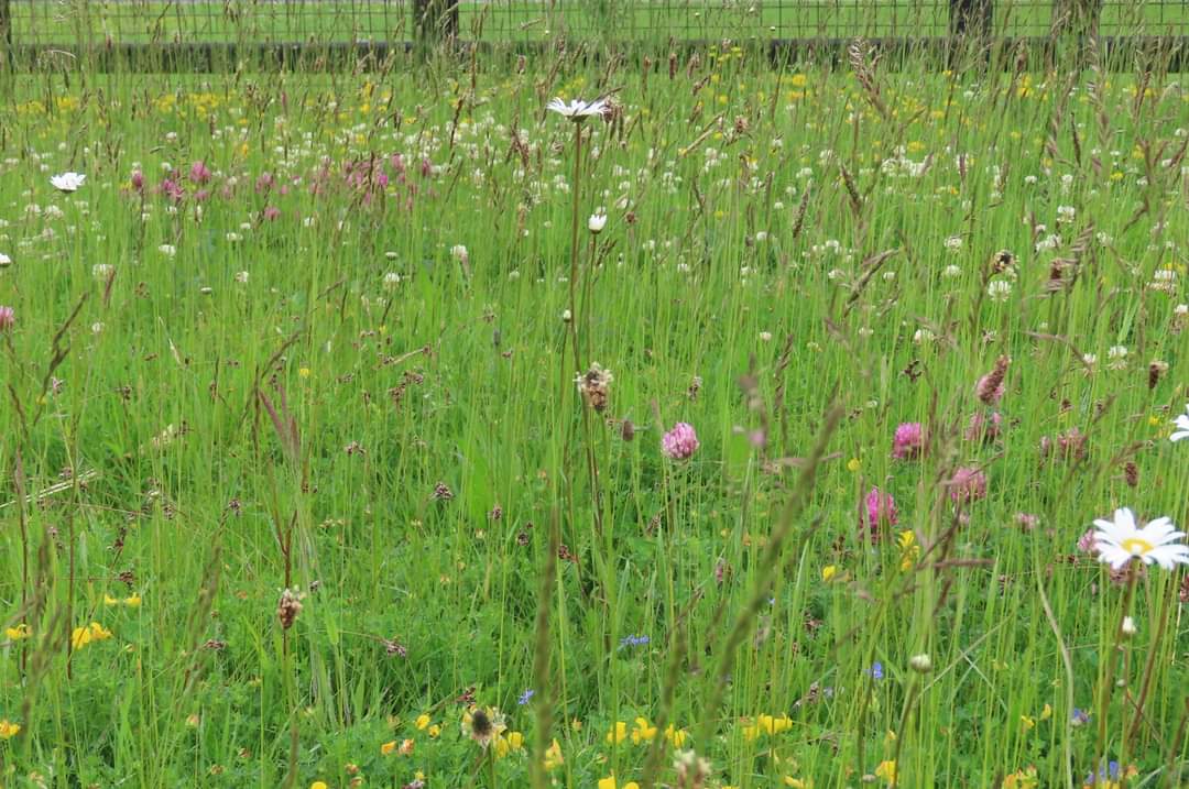 Donna Rainey (@donnarainey4) on Twitter photo This stunning roadside verge was up until recently managed by a resident as a short mowed lawn. With encouragement he agreed to allow it to grow for the benefit of #pollinators & #wildflowers I think most will agree this has been a top result! #dontmow <a href="/PollinatorPlan/">All-Ireland Pollinator Plan</a> This stunning roadside verge was up until recently managed by a resident as a short mowed lawn. With encouragement he agreed to allow it to grow for the benefit of #pollinators & #wildflowers I think most will agree this has been a top result! #dontmow <a href="/PollinatorPlan/">All-Ireland Pollinator Plan</a>