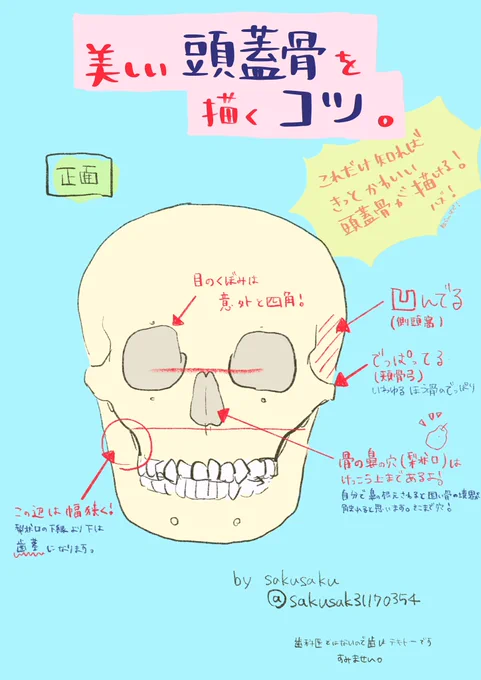 💀美しい頭蓋骨を描くコツ💀

私の絵には頭蓋骨は一切出ませんが、仕事で頭蓋骨をしょっちゅう描いていて、それなりにこだわりもあるので、絵を描くにあたって必要な解剖だけ抜粋してまとめてみました。

・頭蓋骨構造よくわかんない
・バランスがうまく取れない

という方に参考になれば嬉しいです😌 