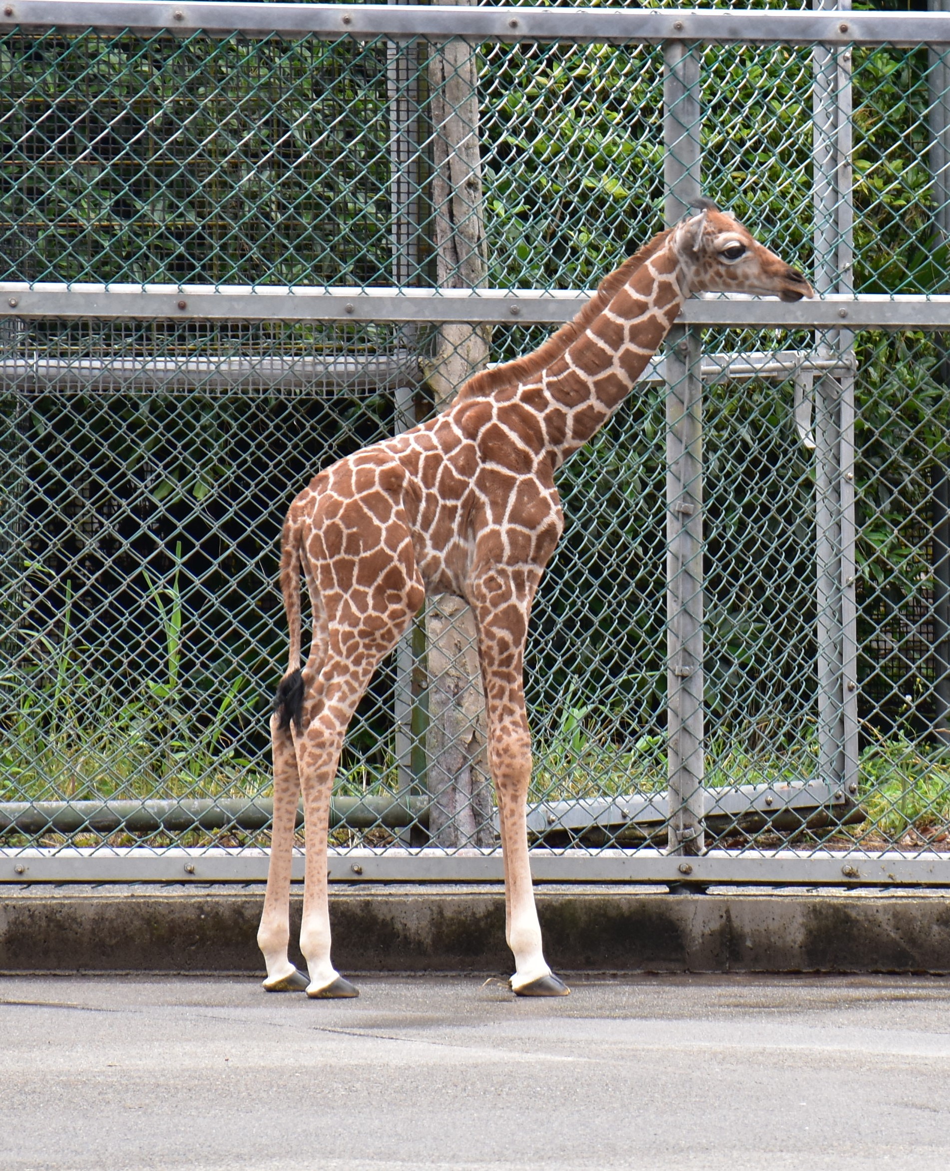 多摩動物公園 公式 最近気が付いたのですが チーターの模様は 体より肢の方が大きいんですね てっきり 細い部分 小さい部分は模様も小さくなるものかと思っていました キリンは後者で 肢の方が模様が小さいです 普 キリン Giraffe
