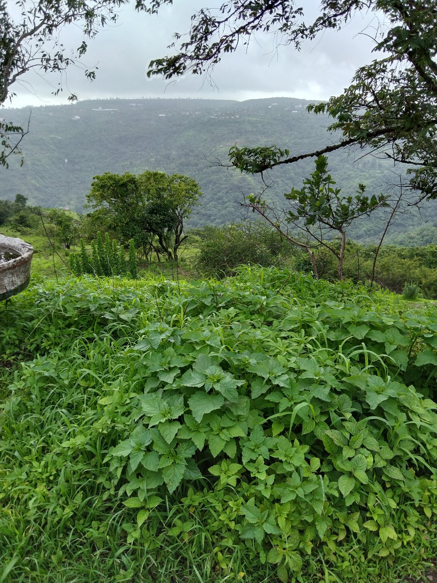 priyakamble2022's tweet photo. #goodafternoon
#green
#GreenWaveSaveTogether
#greenenergy
#greeny
#nature
#naturelovers
#NaturalBeauty
#naturelovers
#myclick
#निसर्ग
#हिरवाई
#माझाक्लिक https://t.co/LvMyc1VXN2