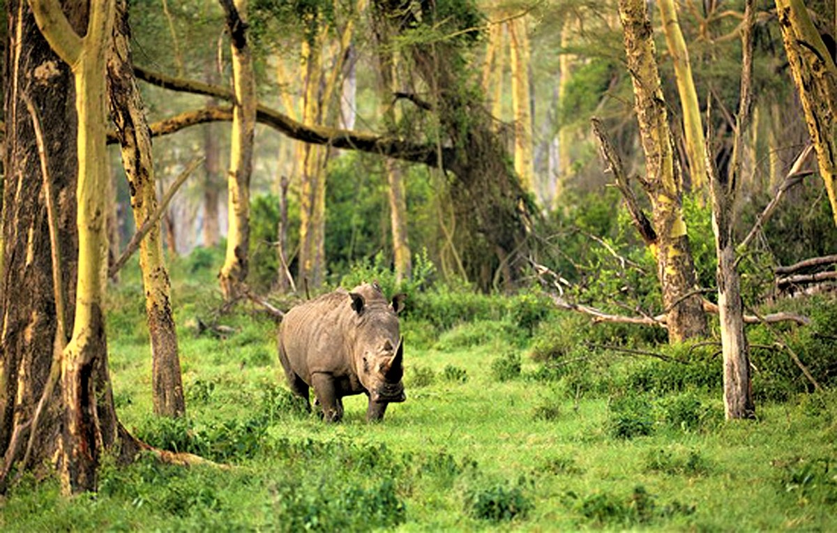 Носорог природная зона. Уджунг-кулон национальный парк. Суматранский носорог, Индонезия. Уджунг кулон Ява. Уджунг кулон Индонезия.