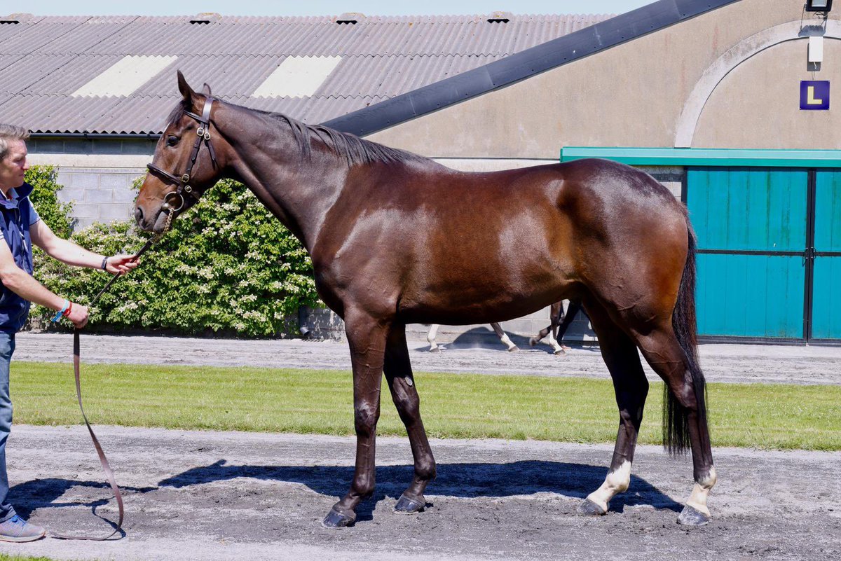 Handsome homebred ready for the sales ring by Courtcave out of Zaffarella vimeo.com/565834238 <a href="/Jane_Buchanan/">Jane Buchanan</a> <a href="/Peter_Buchanan6/">Peter Buchanan</a>
