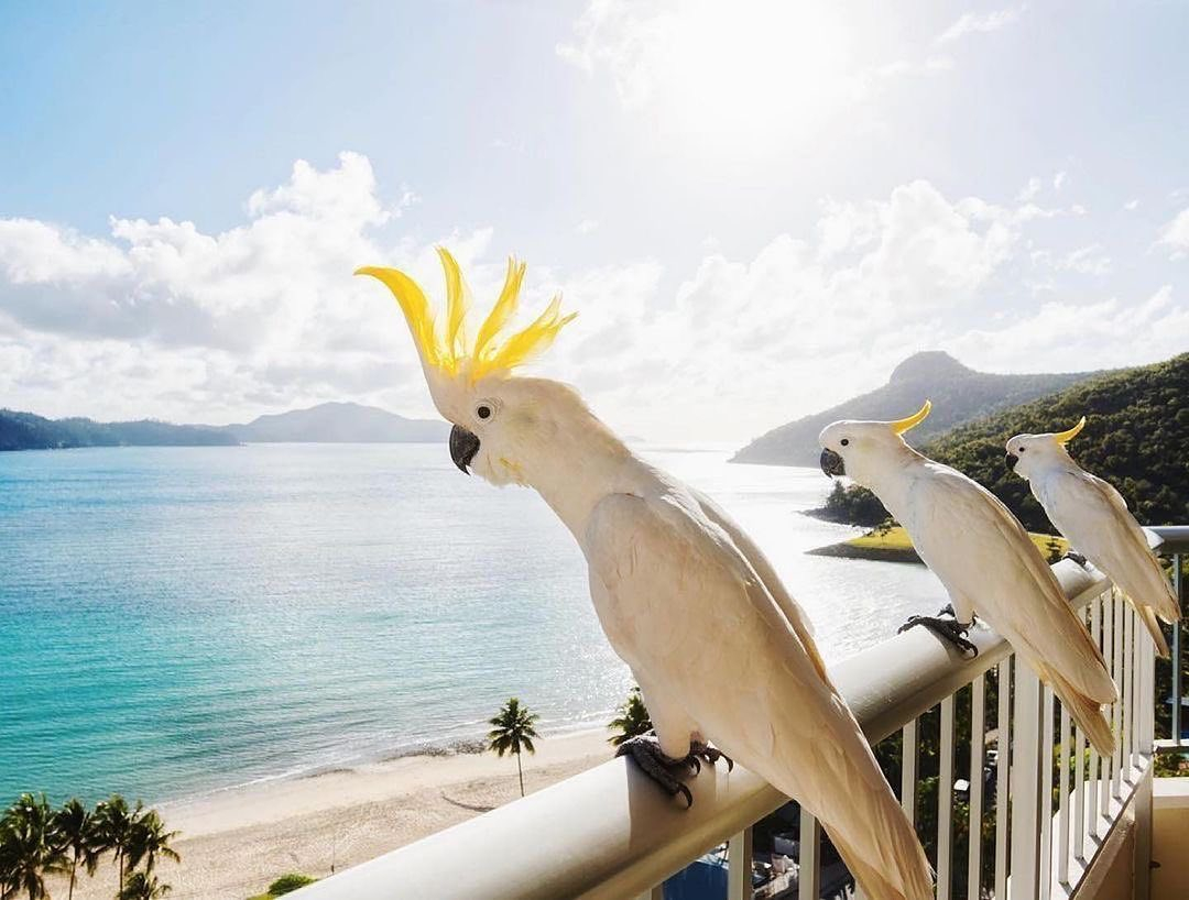 The Jillaroo tweet media