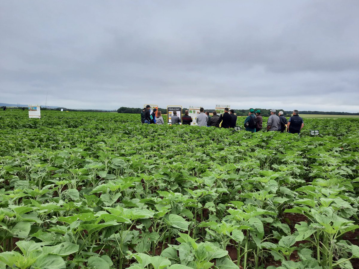 Damien Derelle tweet media