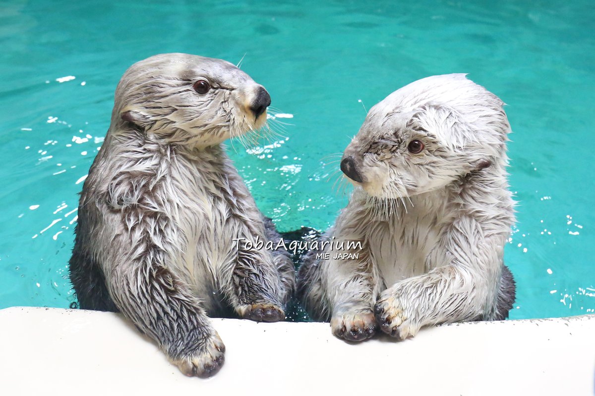 キラメイクッション　ラッコ　鳥羽水族館