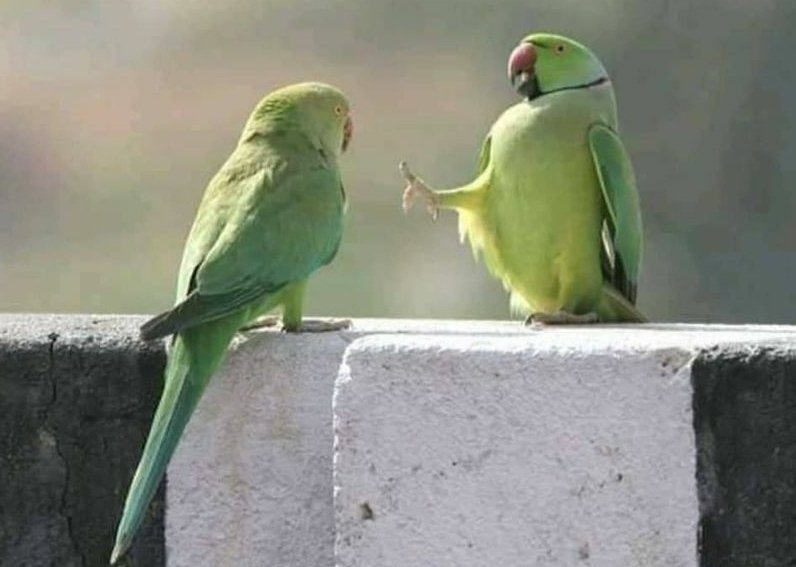 sukhkaurxx_'s tweet image. Moms : Menu na sikha, me teri maa hegi tu meri maa ni hegi💀