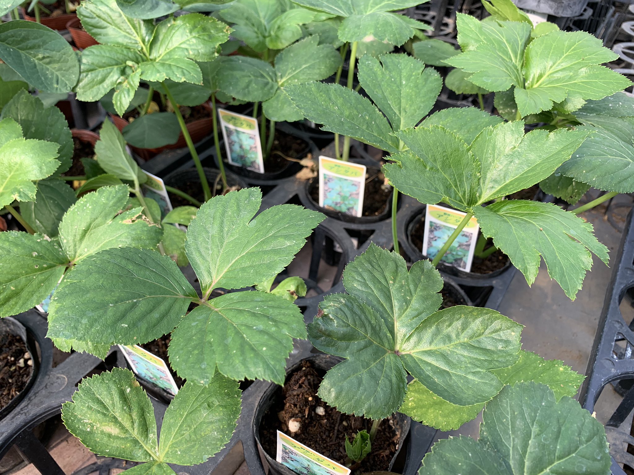 東京花壇 Auf Twitter 野菜苗 まだ少しありますよ パプリッパー 見た目はペッパー 最高糖度12度の スイートパプリカ どうですか その他 きゅうり モロヘイヤ アシタバ など あと ナス トマト も 東京花壇 園芸店 花屋 花屋さん 花 野菜