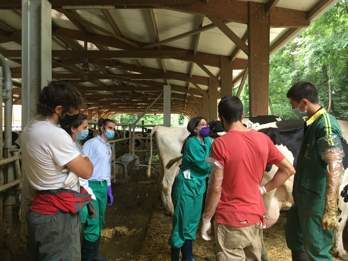 DiputacioGirona's tweet photo. 🐄Els Serveis de Millora i Expansió Ramadera i Genètica Aplicada (#Semega) de la #DdGi organitzen 4⃣ edicions del curs d'inseminació artificial en boví lleter per millorar-ne les tècniques. Hi participen 28 ramaders.

📌Escola Agrària de #Monells, @irtacat i @fageda. https://t.co/YkfUU54s93