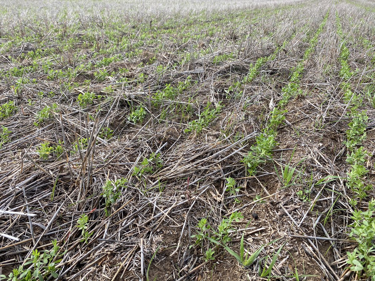 CropDoctor54's tweet photo. Second assessment of the Ultro paddock demo today. Ultro looks extremely impressive on a big population of resistant Ryegrass, Brome &amp; the odd Volunteer Barley. 
Ultro - LHS of peg, and 3rd photo
Propyzamide - RHS, and 2nd photo
#MixAndRotate #Big6 https://t.co/FbzWhQt8Dq