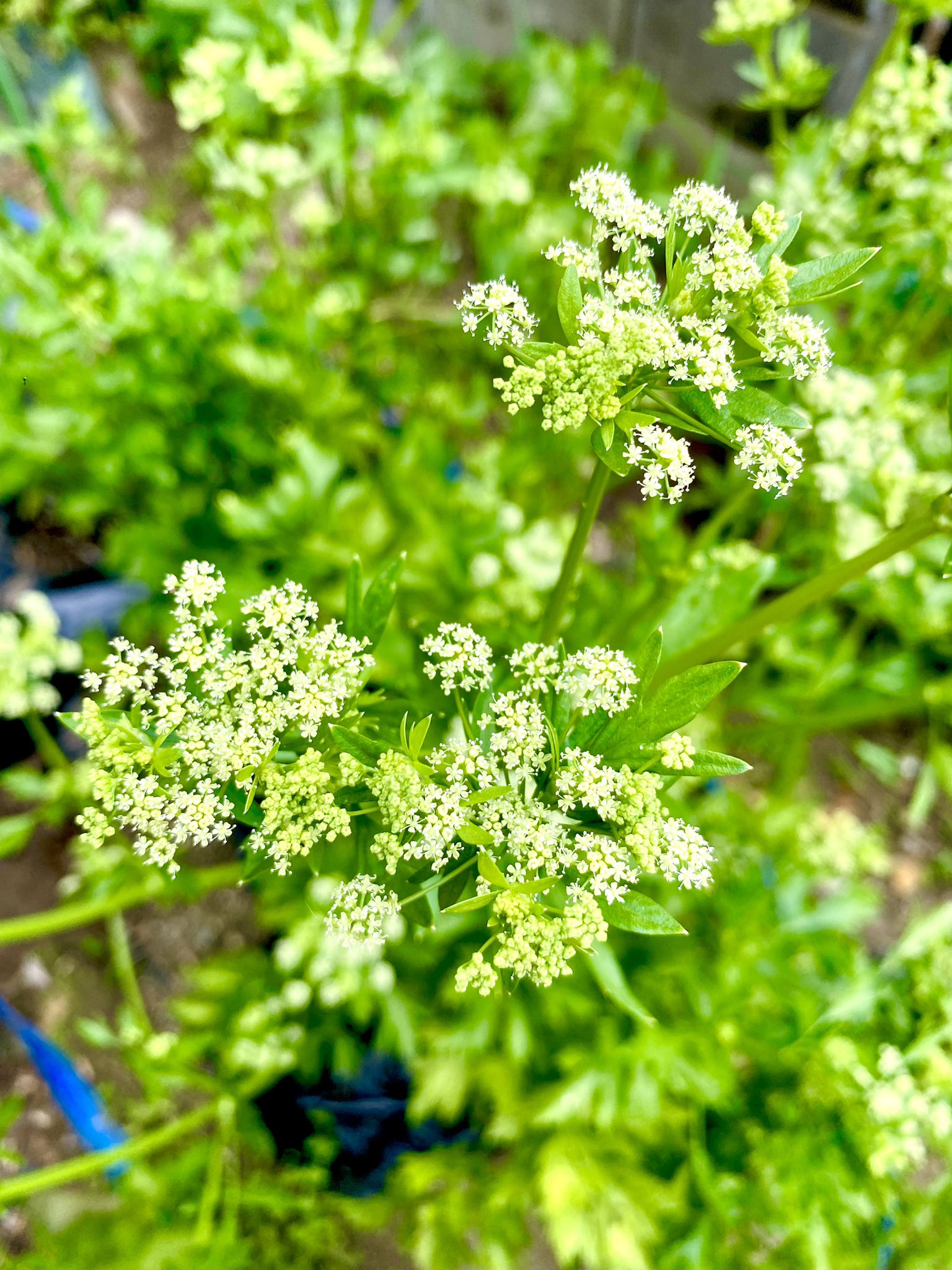 セロリの花 Twitter Search Twitter