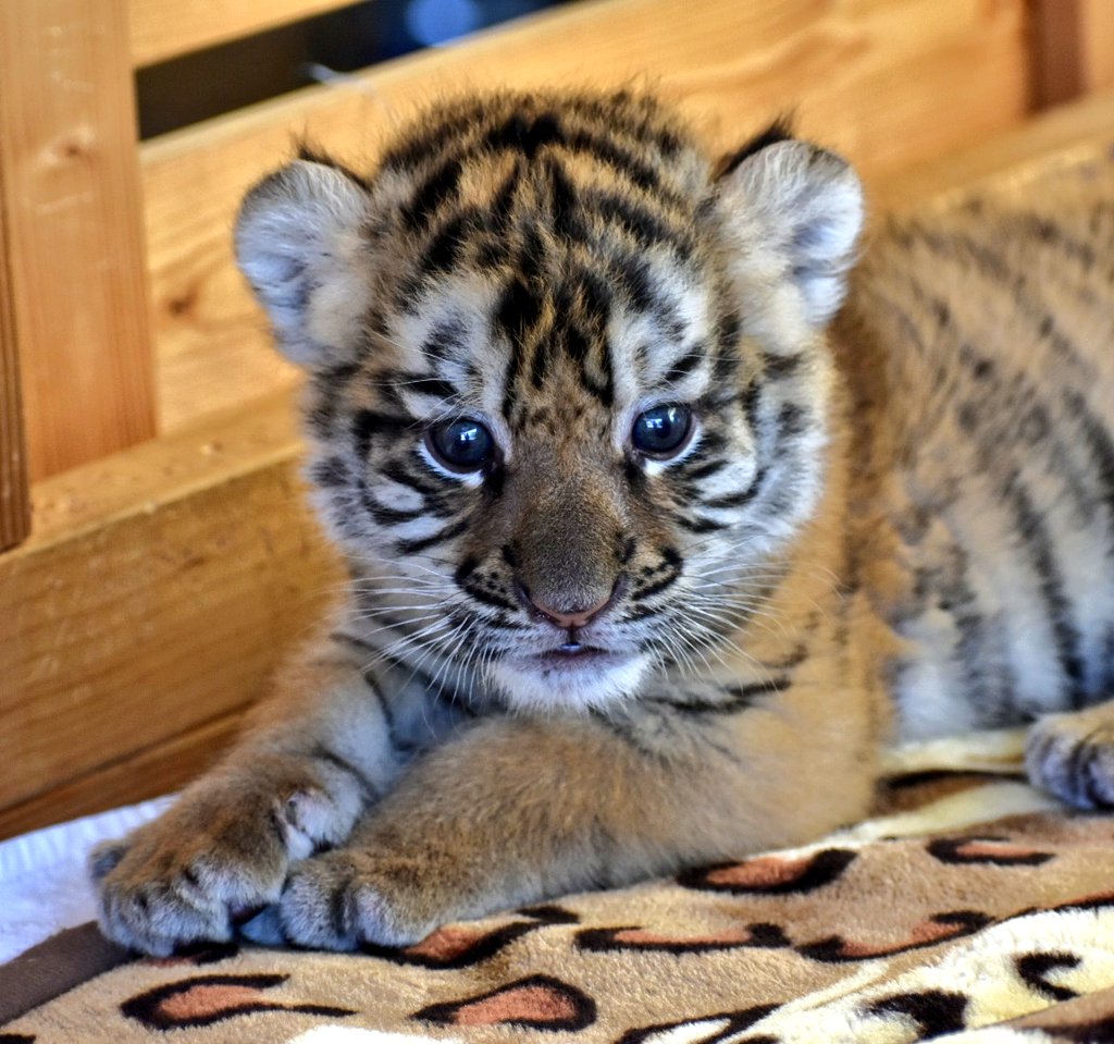 動物園初心者 秋吉台サファリランド ベンガルトラの赤ちゃん チカラくんとツキさんの娘 六花ちゃんの妹ちゃん お目目くりっくり D 可愛いお名前になるといいね 秋吉台サファリランド ベンガルトラ 赤ちゃん チカラ ツキ 六花 T