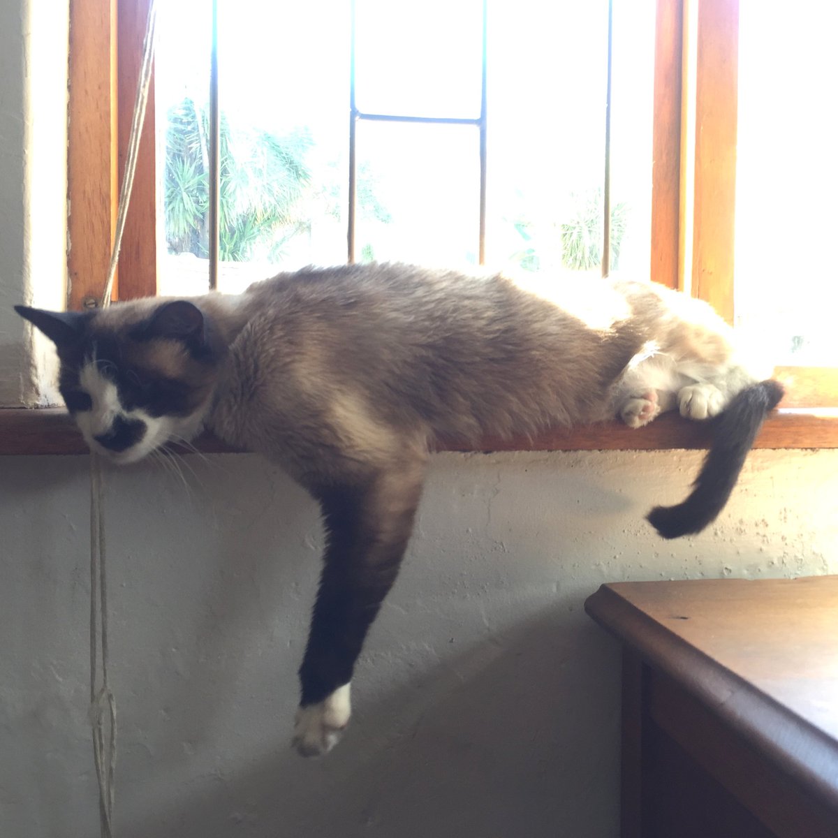 CrewSideWing's tweet photo. @OneDayOnlycoza Kemosabe, meaning "Trusted Friend".. taken from the movie "The Lone Ranger" @OneDayOnlycoza #ratemypet https://t.co/TQF1kRxVds