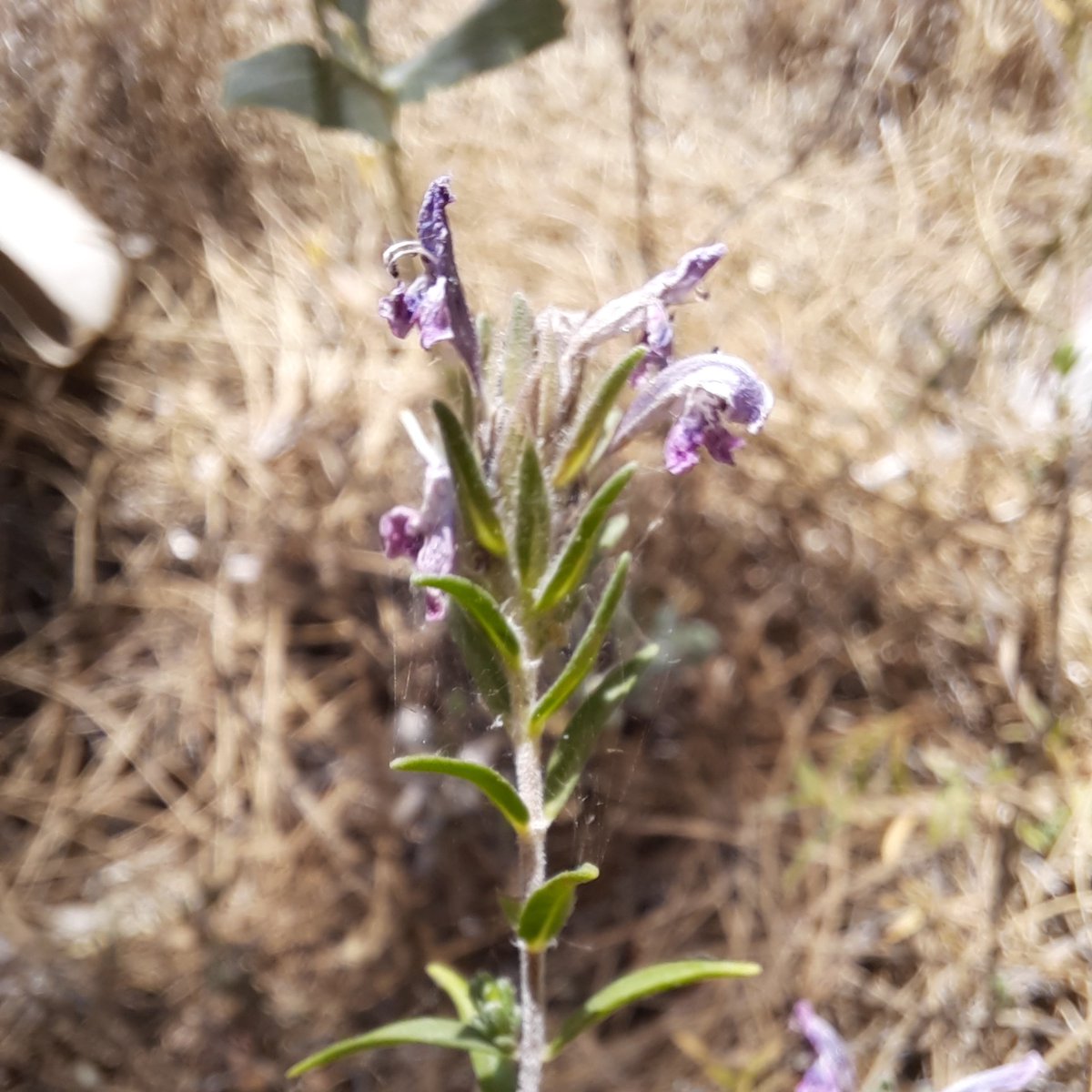 Adıyaman dağlarından Zahter - (Thymbra spicata)