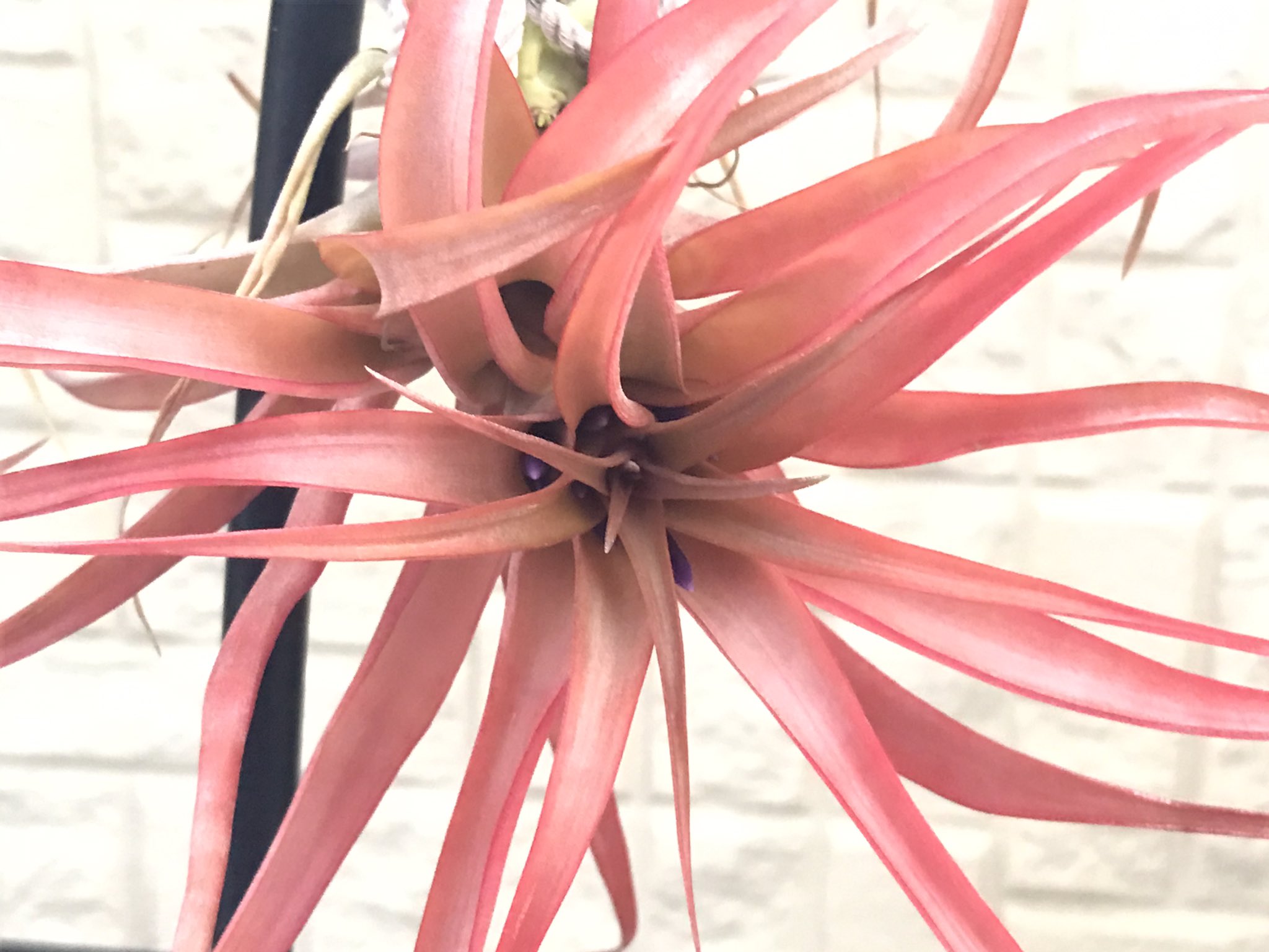 蘭 チランジア ブラキカウロス 花が咲きそう T Co 2lqjyafzgf Twitter