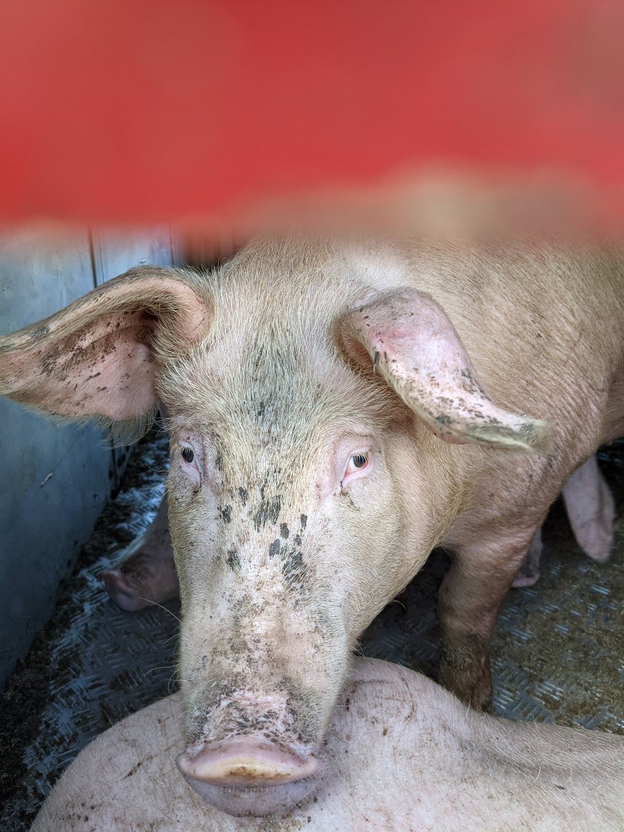 RachyPenguins's tweet photo. Yesterday was a difficult day bearing witness to piglets before they go into a gas chamber.We could hear the screams and we were looking them in the eye trying to offer some form of comfort in their final moments and hopefully spread their images online to share their stories 💔 https://t.co/1dK5Raebff