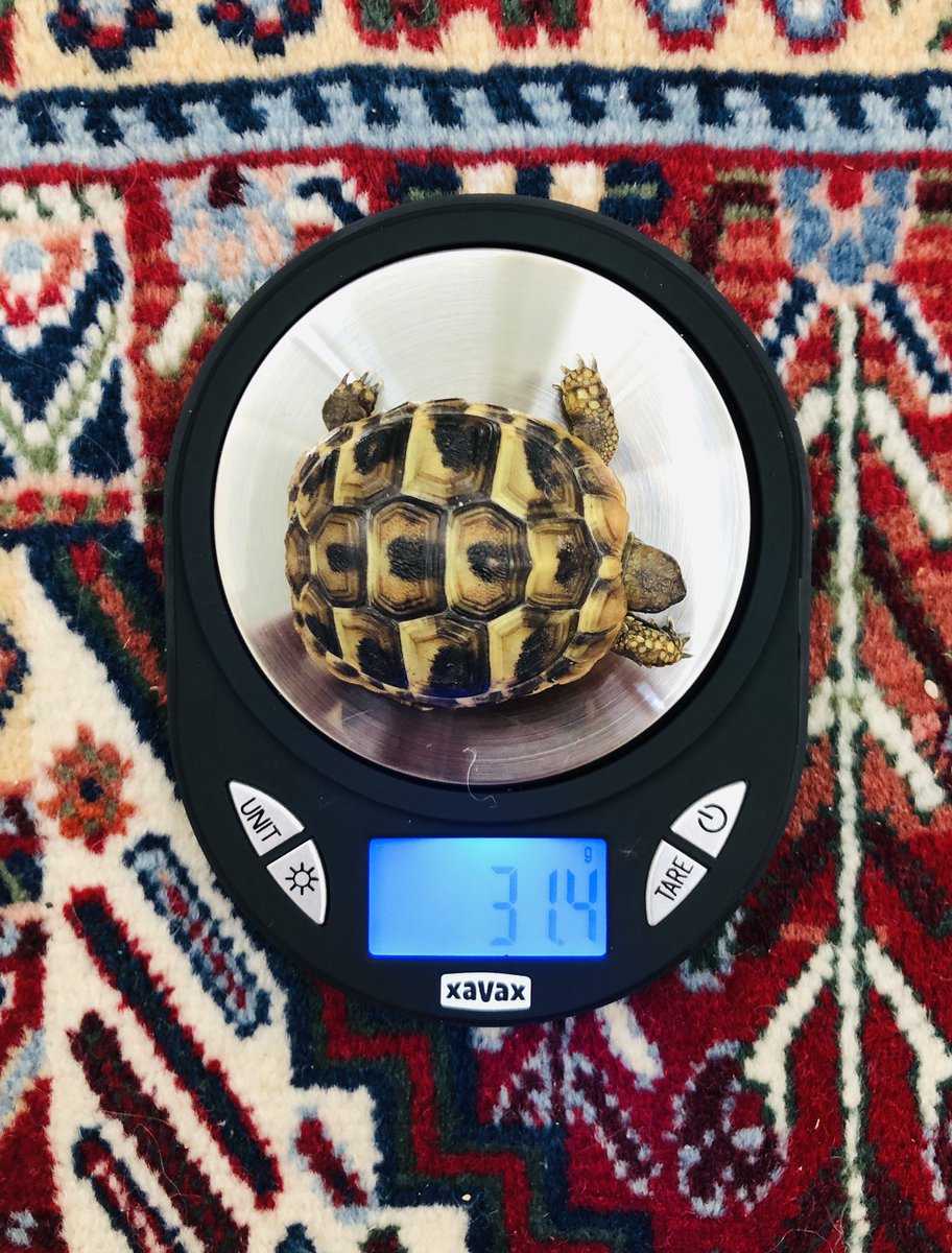 Nikolaus Ostermann tweet media