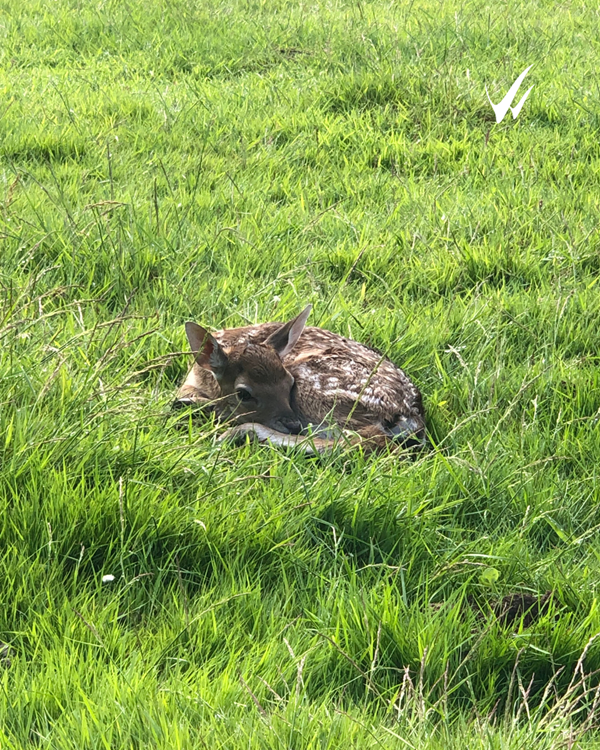 WiltsColl's tweet photo. How adorable is this new Fallow Fawn all curled up in Lackham’s deer park🥺
Interested in working in the land and wildlife sector? Our Level 2 and 3 Land and Wildlife Management courses are still open for applications! Find out more here: https://t.co/Em7NCvOmKy
#Deer #Lackham https://t.co/Well5StzmL