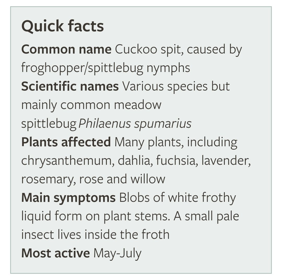 A Mesut Erzurumluoglu On Twitter Edhollox Hi Ed I Had Heard Of Spittlebug But Not Froghopper Or Cuckoo Spit Bug Turns Out All Refer To The Same Bug Link From