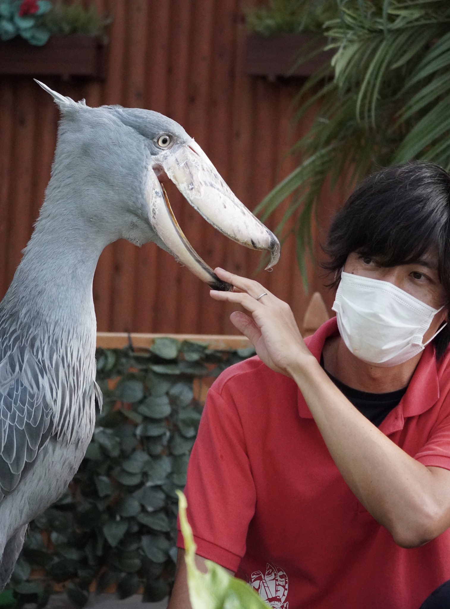 تويتر Foo Zoo على تويتر お客さんと話すお兄さんをつっつくふたばちゃん もしかして ヤキモチ あまがみ みたいな感じでじゃれているだけで 決して強くは突っつかないそうです 掛川花鳥園 ハシビロコウ ふたば T Co Hx05ueez4p