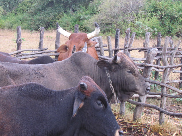 ZimYouthSDGs's tweet photo. Farm animals contribute not only a source of high-quality food that improves nutritional status but also additional resources such as manure for fertilizer, on-farm power, and other by-products, in addition, provide economic diversification & risk distribution
#RuralEcosystem https://t.co/OPArNpYpyM