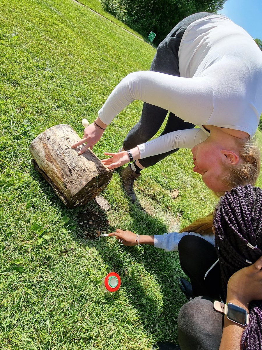 QueenswoodSTEM's tweet photo. We're going on a woodlouse hunt @QueenswoodSch #alevelbiology #miniarmadillo #choicechambers https://t.co/HsQ0Lcrh9R
