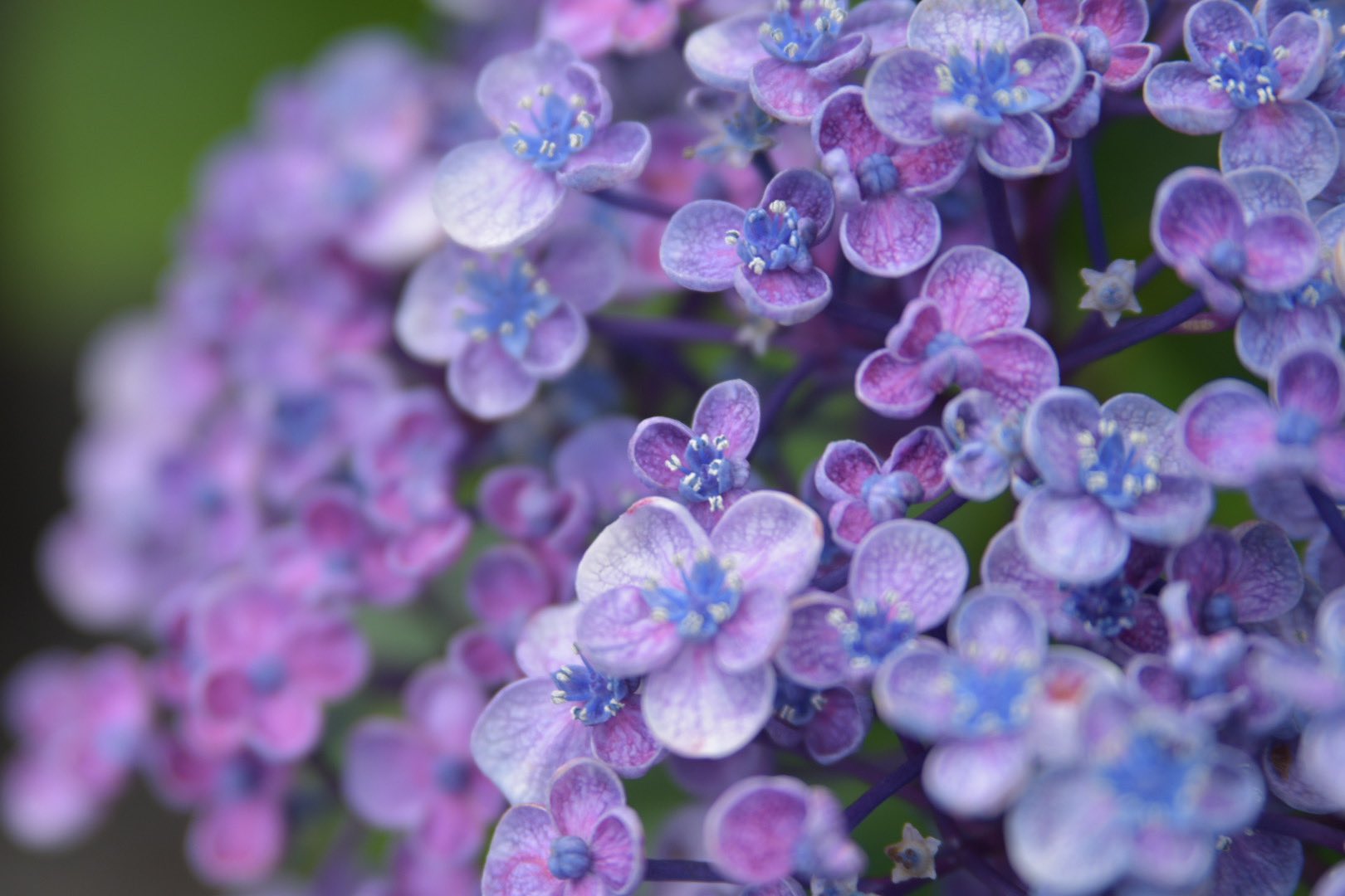 はた オタフクアジサイ おたふく紫陽花 オタフクアジサイ おたふく紫陽花 アジサイ 紫陽花 リハビリさんぽ 脳出血リハビリ Japan 和歌山 端ノ丁公園 Nikond5500 T Co Ag4lgjlxsg Twitter