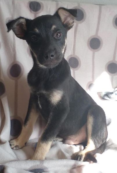 #LEAPS (@helpingthepaw) on Twitter photo Raven is on 4 months now and very social, he is up to date with his inoculations. He loves to talk and give big wet licks🥰He is looking for a foster or a forever home asap. Please contact Michell on 0837347867 or michell@leaps.co.za
PLEASE SHARE TO CARE !!! Raven is on 4 months now and very social, he is up to date with his inoculations. He loves to talk and give big wet licks🥰He is looking for a foster or a forever home asap. Please contact Michell on 0837347867 or michell@leaps.co.za
PLEASE SHARE TO CARE !!!