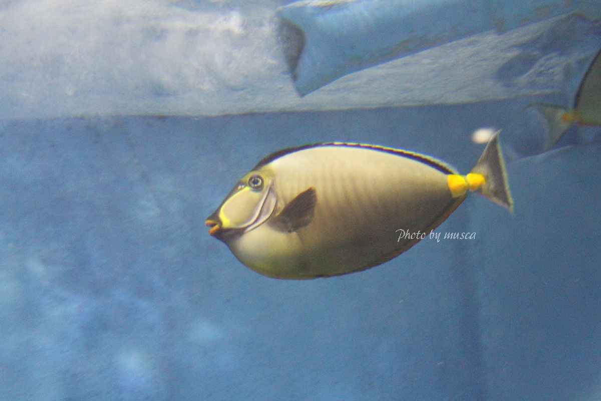 ミヤコテングハギ