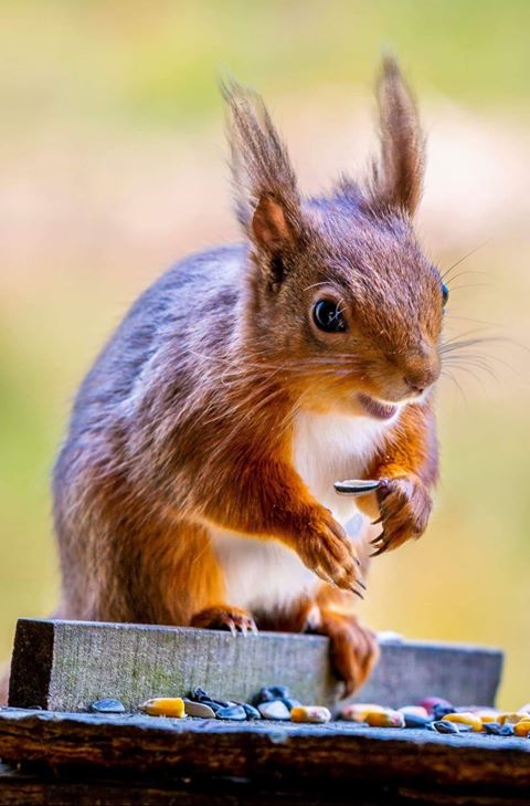 RedSquirrelPS's tweet photo. "I would want to sincerely thank Alex and Clarice at Newport who understand my urgency to move .They facilitated the house sale as quick as they could. Their response was quick." ⭐⭐⭐⭐⭐  Mrs Francis
#review #happycustomer #sold https://t.co/wx8JGATnL5
