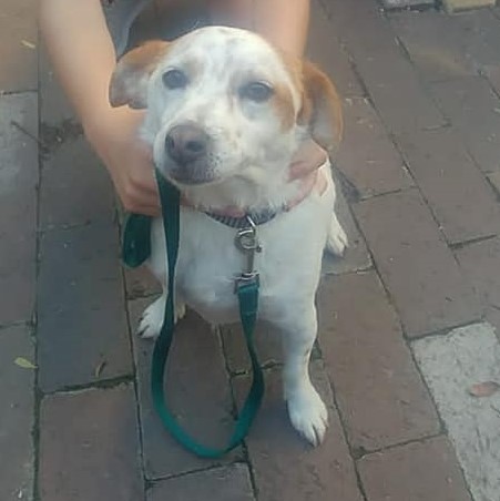#LEAPS (@helpingthepaw) on Twitter photo Hailey is a 4yr old JR-sterilised & up to date with inoculations.Her family have separated & moved,but the new landlord will not allow any dogs.We have 7 days to move her.She is great with dogs & has learnt to know cats. Please contact Michell on 0837347867 or michell@leaps.co.za Hailey is a 4yr old JR-sterilised & up to date with inoculations.Her family have separated & moved,but the new landlord will not allow any dogs.We have 7 days to move her.She is great with dogs & has learnt to know cats. Please contact Michell on 0837347867 or michell@leaps.co.za