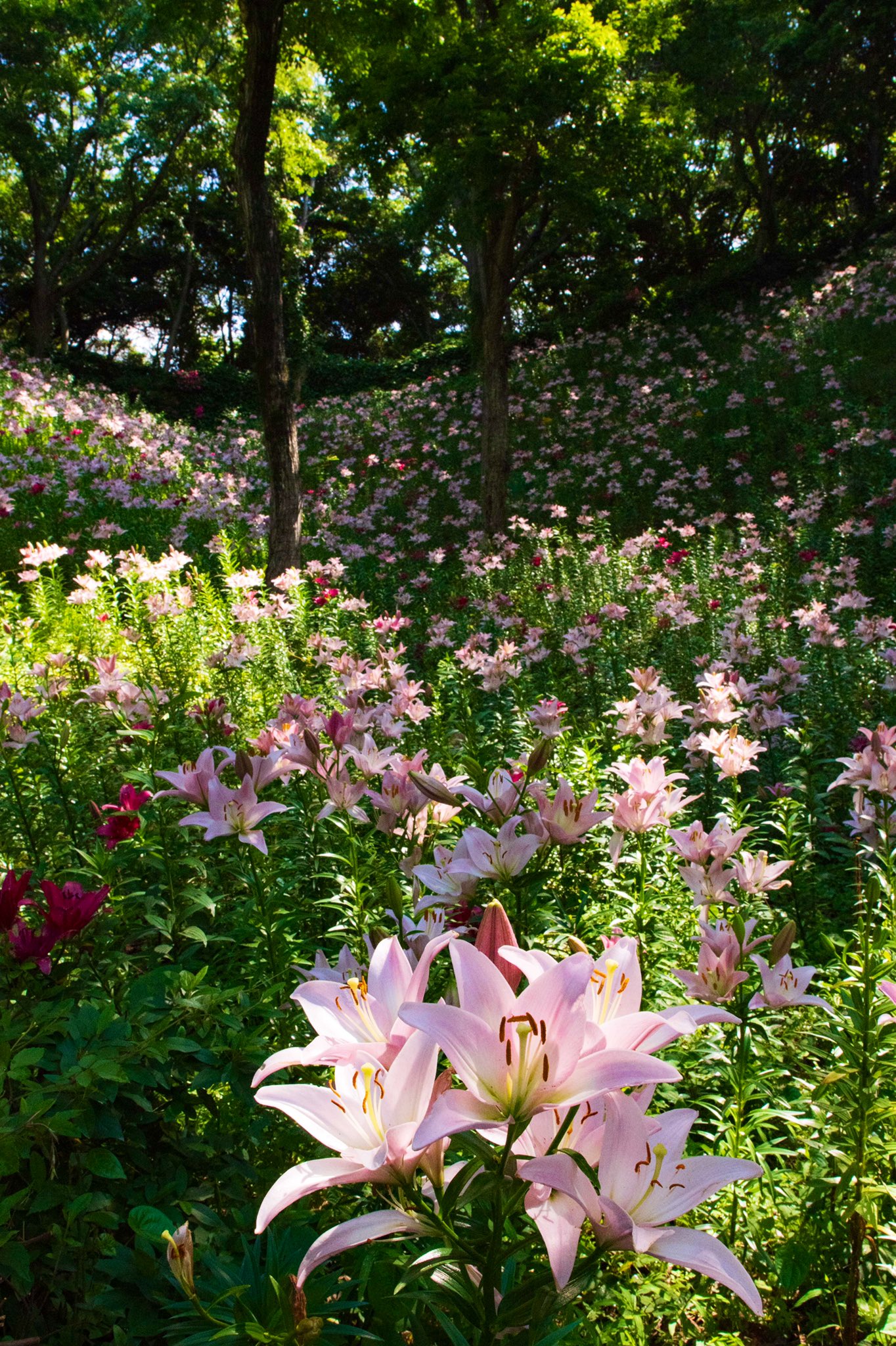 百合の花 Twitter Search Twitter
